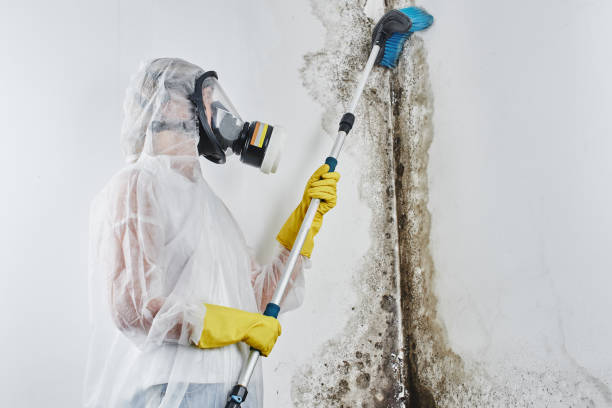 Best Toxic Mold Removal  in Fredericktown, OH