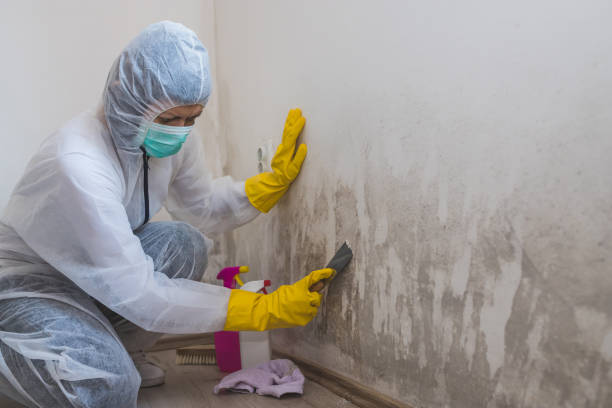 Mold Removal and Inspection in Fredericktown, OH
