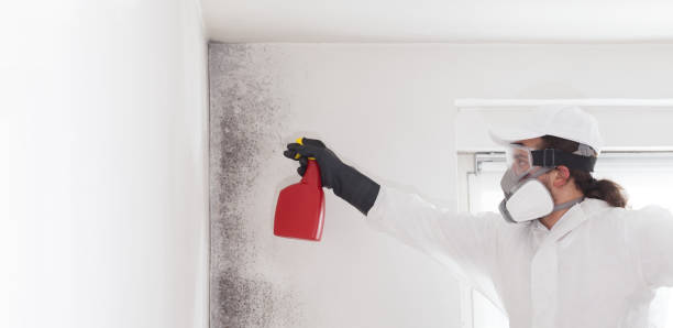 Attic Mold Removal in Fredericktown, OH