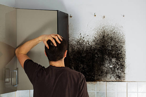 Best Best Mold Removal Companies  in Fredericktown, OH