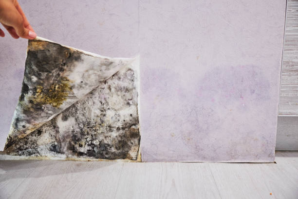 Best Certified Mold Removal  in Fredericktown, OH